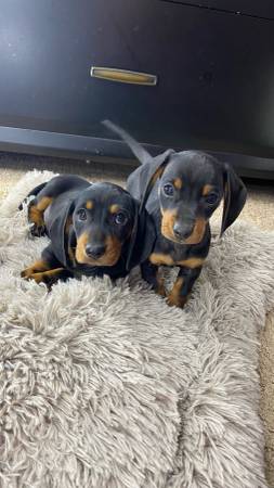 2 female Mini Dachshunds