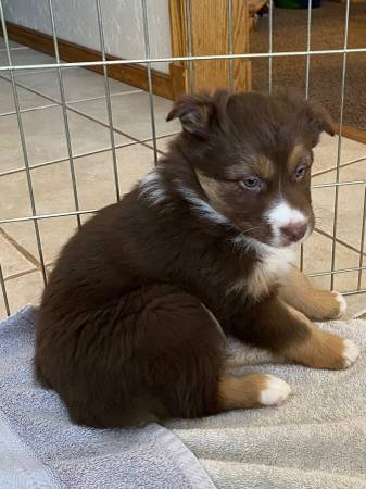 Australian shepherd standard female