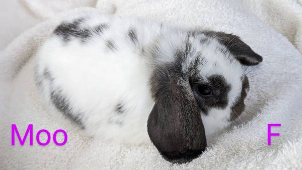 Holland Lop bunnies New Litter! Ready Now!