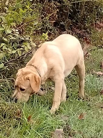 lab needing new home