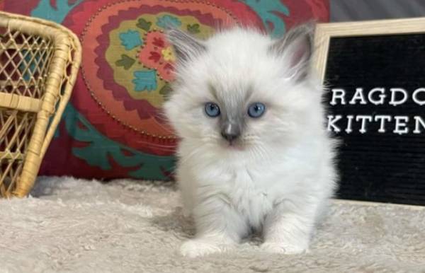 Ragdoll kittens with blue eyes,