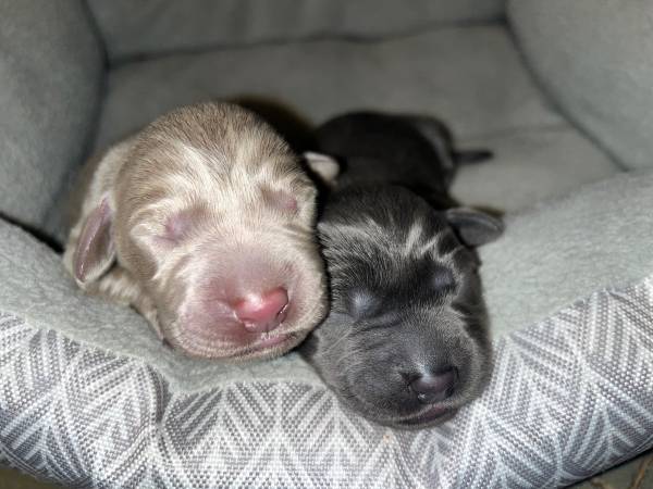 Silver, charcoal, and champagne lab pups