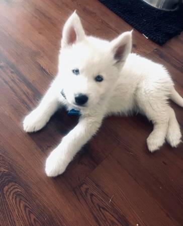 8 week old WHITE SIBERIAN HUSKY