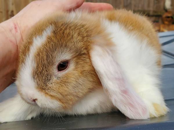 Holland lop bunny rabbits