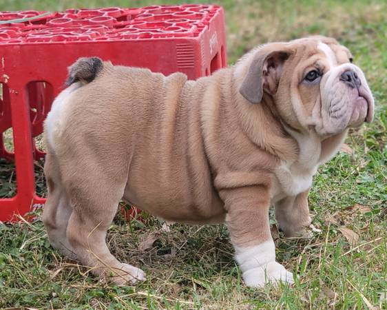 Male English Bulldog Puppy 1500