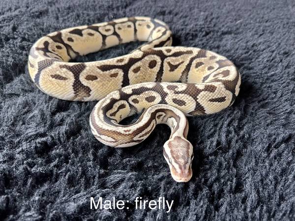 Firefly ball python