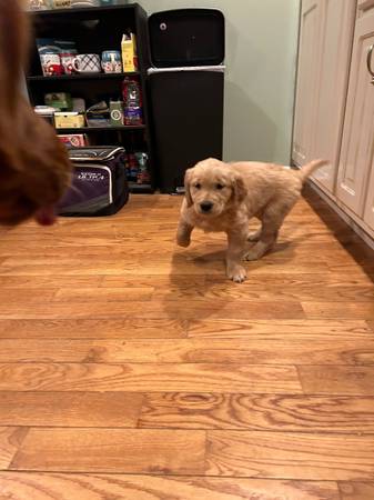 Golden retriever pup