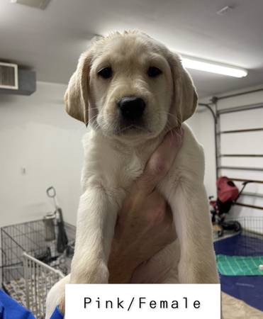 yellow lab puppies