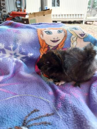 Baby guinea pigs