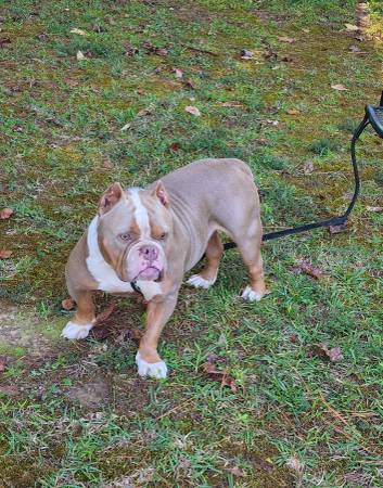 American Bully pups