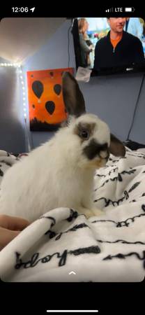 Rehoming Holland Lop