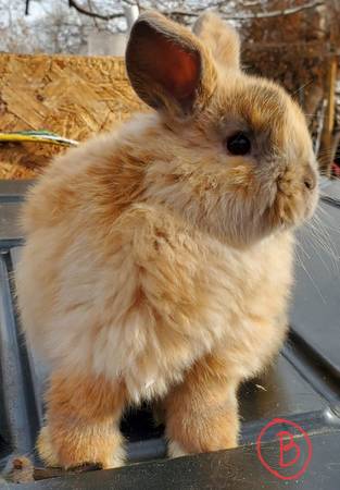 Holland lop bunny rabbits