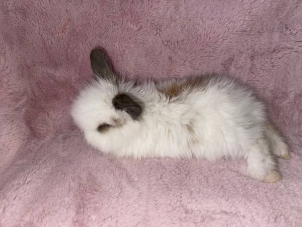 Perfect Valentines gift lionhead bunnies