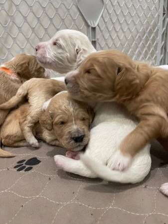 Goldendoodles ready for forever home