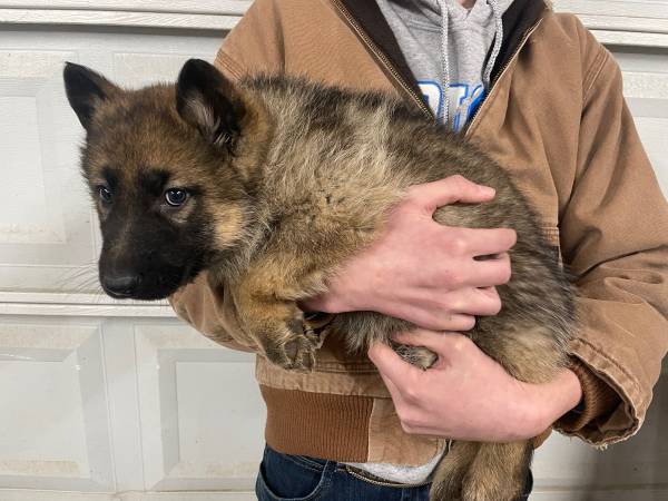 AKC German Shepherd females