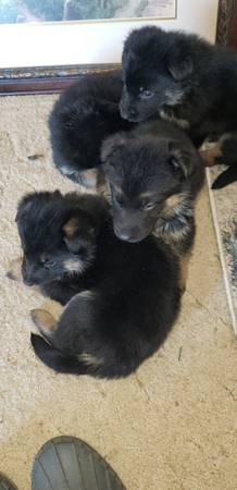 German Shepard pups