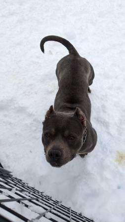 Beautiful very Stout dog for rehoming