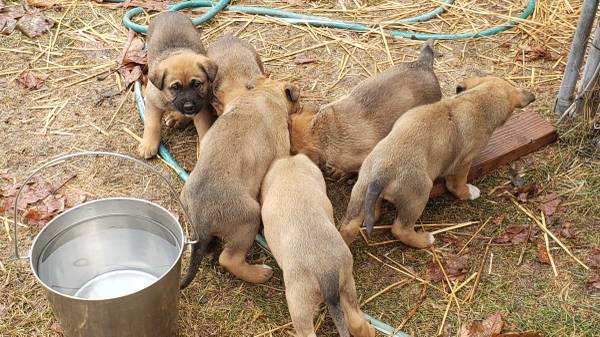 german shepherd/ boxers puppies 6 weeks old