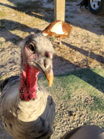 Narragansett turkeys