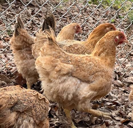 Chickens – Dixie Rainbow Laying hens