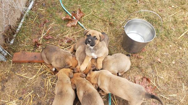 german shepherd/ boxers puppies 6 weeks old