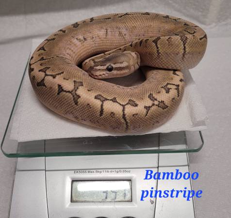 Rehoming ball pythons