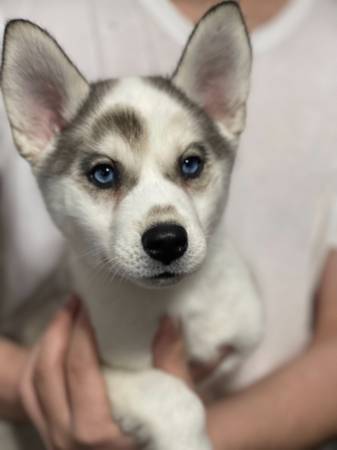 Husky $500