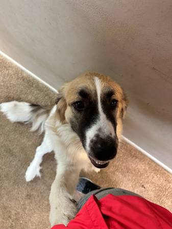 Great Pyrenees mix