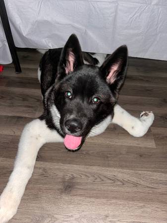 9 month old Akita