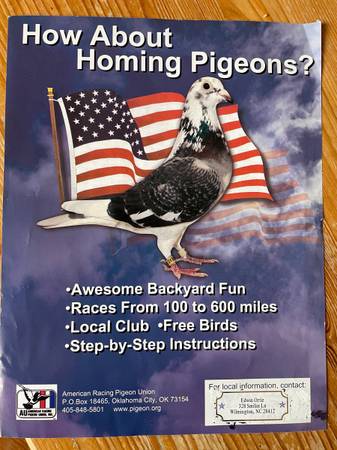 Racing pigeons