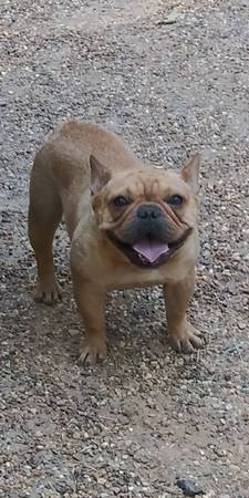 AKC French Bulldog Males