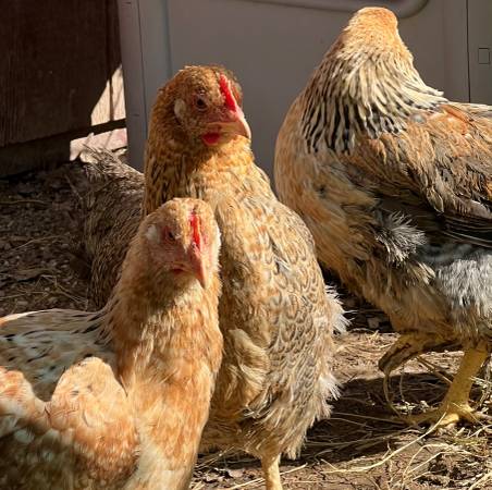 Chickens – Dixie Rainbow Laying hens