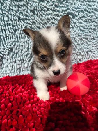 Corgi Babies