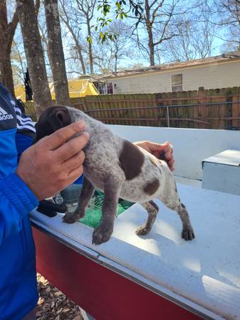 Akc german shorthaired pointer