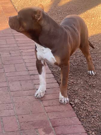 1 year old Male Chocolate tri xl bully