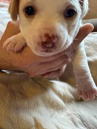 Chihuahua terrrier pups