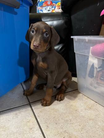 Red Doberman Puppies