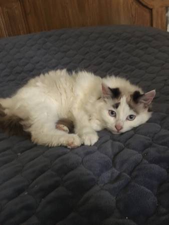 2 female Ragdoll kittens