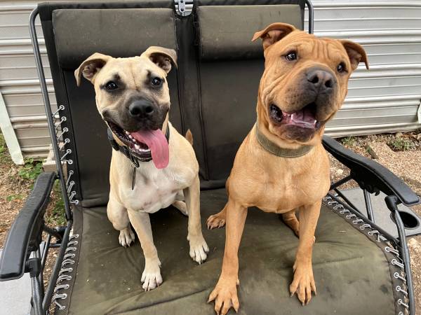 shar pei/pit mix