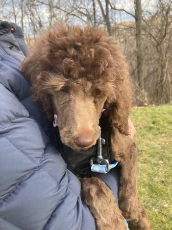 standard poodle puppy