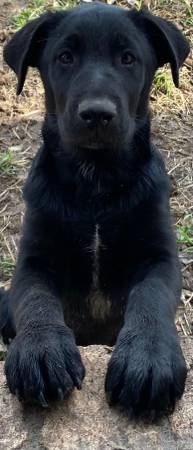 bordercollie lab mix sweetheart