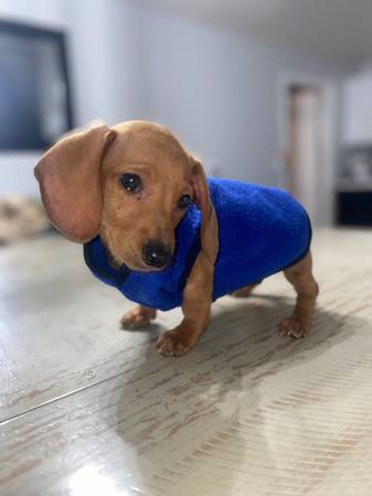 DACHSHUND IN SEARCH OF FOREVER HOME