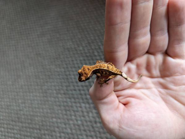 Crested Gecko Hatchlings