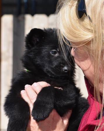 black German Shepherd