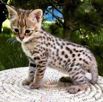 large savannah cats**