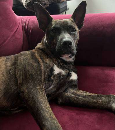 Brindle Dutch Shepherd Mix Needs to be rehomed