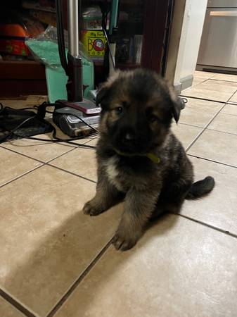 German / Caucasian Shepherd Pupp