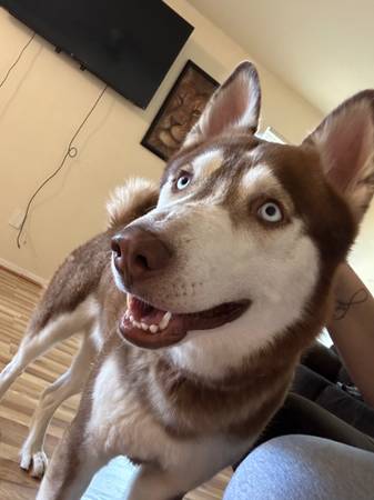 Beautiful Husky Male