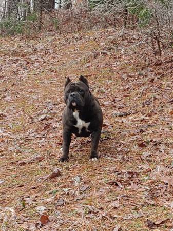 American Bully pups