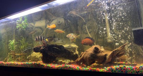 cichlids